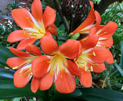 Image result for clivia