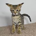 How Much Does Savannah Cat Cost In 2020?