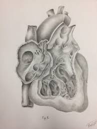 For paper size a4 and a6; Pencil Open Heart For A Human Anatomy Series Drawing