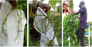 Image result for Dioscorea cayenensis