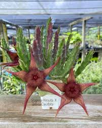 Image result for Orbea caudata