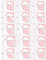 Tongue Position K Phonetics Phonology Tutorial Answers