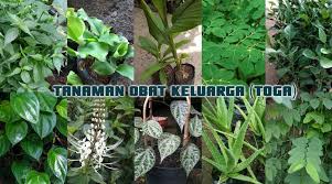 Tanaman ini mencakup semua jenis tumbuhan mulai dari pohon, semak, perdu, dan lain sebagainya. Tanaman Obat Keluarga Toga Sejarah Jenis Tumbuhan Daftar Manfaat
