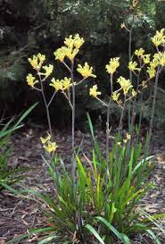 Image result for Anigozanthos
