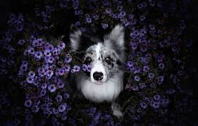 We did not find results for: Purple Dog Wallpapers Top Free Purple Dog Backgrounds Wallpaperaccess