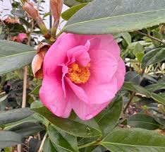 Image result for Theaceae