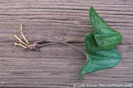 Some gardeners and horticulturists use wild ginger as decorative plants. Wild Ginger It S Wild Not Exactly Ginger And Potentially Deadly Nature S Poisons