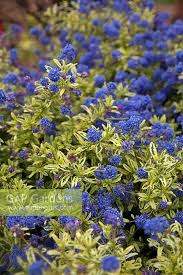 Check spelling or type a new query. Ceanothus Lemon And Stock Photo By Martin Hughes Jones Image 1410071