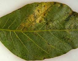 Image result for Walnut blight