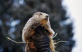 Ten Groundhog Day Tips to Enjoy a Happy, Relaxing, and Safe Groundhog  Season | The New Yorker
