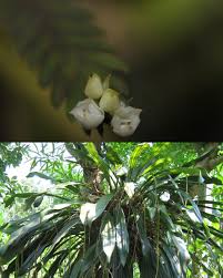 Image result for Hetaeria mannii