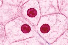 Animal cell definition with cell size and shape. 6 Cell Organelles Britannica
