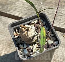 Image result for Ipomoea lapathifolia