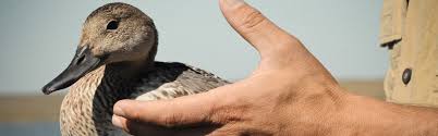 If you use an alternative payment method, you will not earn club points on your order. 2021 Ducks Unlimited