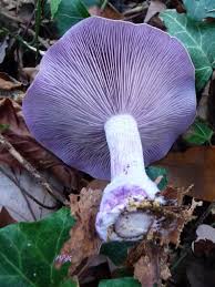 Ses lamelles jaune soufré sont serrées. Cuisine S Sans Dependance S Bleu Passion Pour Un Pied Qui Sent Bon