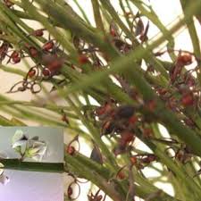 Image result for Acacia montigena