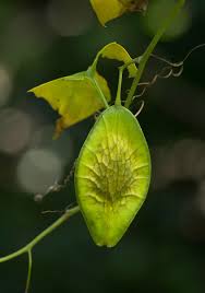 Image result for Cyclantheropsis parviflora