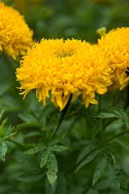 Image result for Tagetes erecta