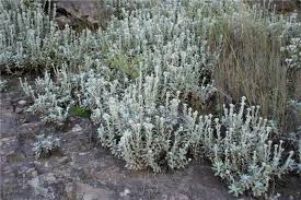 Image result for Helichrysum kirkii
