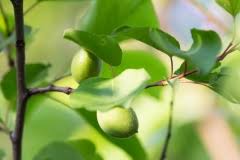 Walnussbaum Klein Halten So Wird Der Baum Nicht Zu Gross
