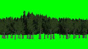 With low grass in spring. Forest Green Screen Background Green And Blue Free Green Screen Free Use Youtube