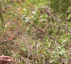 Image result for Grewia villosa