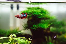 5 Langkah Mudah Membuat Aquascape Minimalis Bukareview