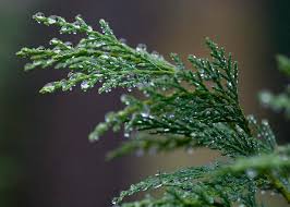 Leyland cypress trees are prized for their hardiness and fast growth rate, making them ideal for hedges, windbreaks, and privacy. How To Plant The Leyland Cypress Tree In Your Landscape