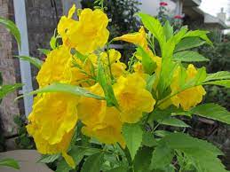Maybe you would like to learn more about one of these? Yellow Flowers For Central Texas Lisa S Landscape Design