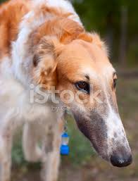 Aka russian wolfhounds aka simultaneously the most badass and most hilarious dog breed ever wrapped up into one super weird shape. Portrait Of Russian Wolfhound Borzoi Stock Photos Freeimages Com