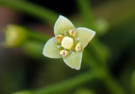 Image result for Pyrostria