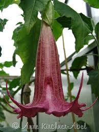 Image result for Brugmansia