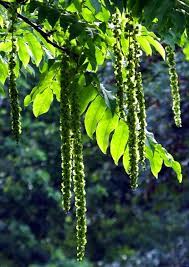 Pterocarya Fraxinifolia Kaukasisk Vingevalnod Roof Garden Design Garden Design Roof Garden