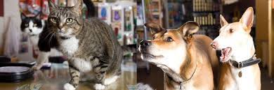 Read customer reviews & find best sellers. The Animal House Sf