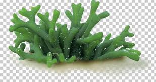 spirulina png free spirulina png transparent images 119230 pngio spirulina png transparent
