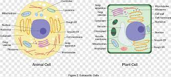 Eukaryotic plant and animal cell structure. Plant Cell Cel Lula Animal Biology Cells Biology Cell Png Pngegg