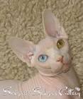 Minnesota Sphynx Available Kittens