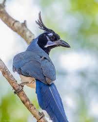 Black Throated Magpie Jay Calocitta Colliei Magpie Birds Jay