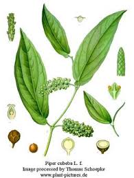 Image result for Piper guineense