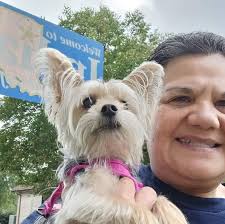 Tongue Out Tuesday with Lolly, featuring a long coat Yorkie