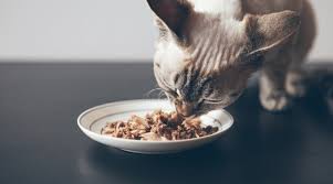 The best cat food for diarrhea comparison chart. 11 Best Cat Foods For Firm Stools In 2020