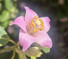 Image result for Lagunaria patersonia