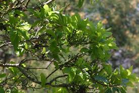 Image result for Myrica pilulifera