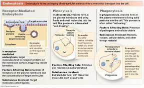 Three Types Of Endocytosis Receptor Mediated Pinocytosis And Phagocytosis Human Anatomy And Physiology Science Notes Plasma Membrane