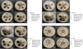 Image result for Multidentia sp. A