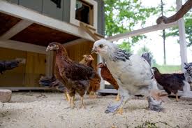 Backyard chickens used to be something that everyone did in the past. How To Start Raising Backyard Chickens In 7 Simple Steps Wholefully