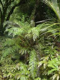 Image result for Pneumatopteris