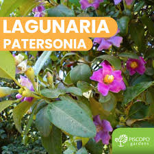 Image result for Lagunaria patersonia