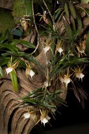 Image result for Angraecum