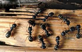 Find The Best Ant Removal In Lynnwood With Just A Few Clicks Carpenter Ant Ant Removal Ant Infestation